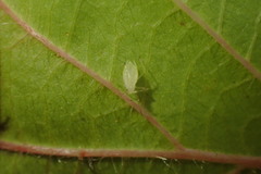 Aphis ruborum