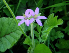 Erodium malacoides
