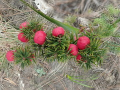 Leptecophylla divaricata
