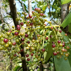 Ardisia revoluta