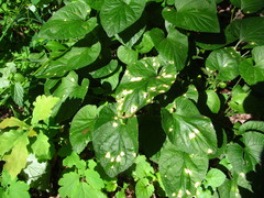 Cercospora violae
