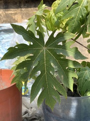Magnoliopsida
