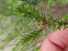 Ozothamnus lycopodioides