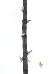 Cacatua sanguinea gymnopis