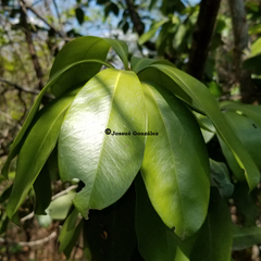 Ardisia revoluta
