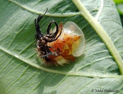 Aspidimorpha sanctaecrucis