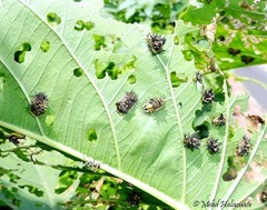 Aspidimorpha sanctaecrucis