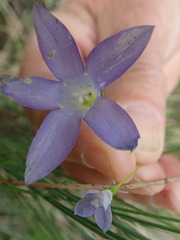 Wahlenbergia gymnoclada