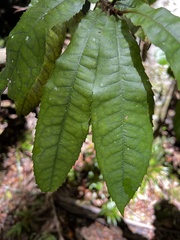 Helicia ferruginea
