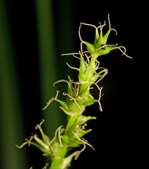 Carex declinata