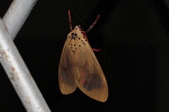 Amerila vitrea