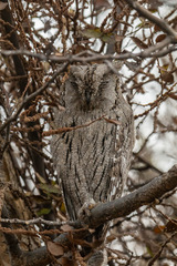 Otus brucei