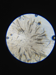 Lasiosphaeris