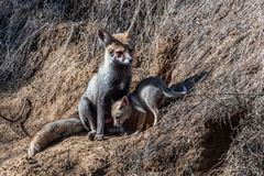 Vulpes vulpes pusilla