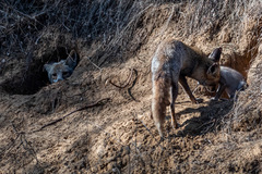 Vulpes vulpes pusilla