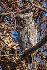 Otus brucei