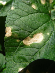 Cercospora violae