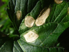 Cercospora violae