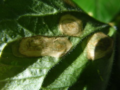 Cercospora violae