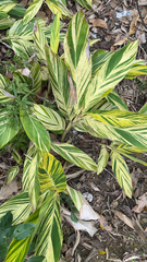 Alpinia zerumbet