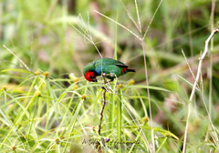 Erythrura pealii