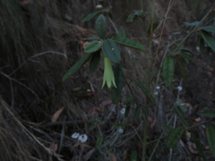 Correa glabra leucoclada