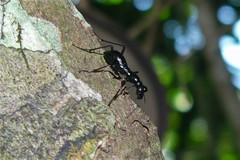 Tricondyla aptera