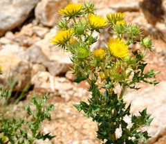 Berkheya spinosissima spinosissima