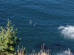 Eschrichtius robustus