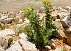 Berkheya spinosissima spinosissima