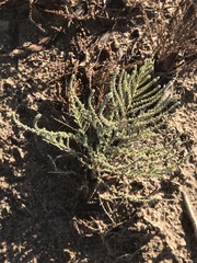 Artemisia judaica