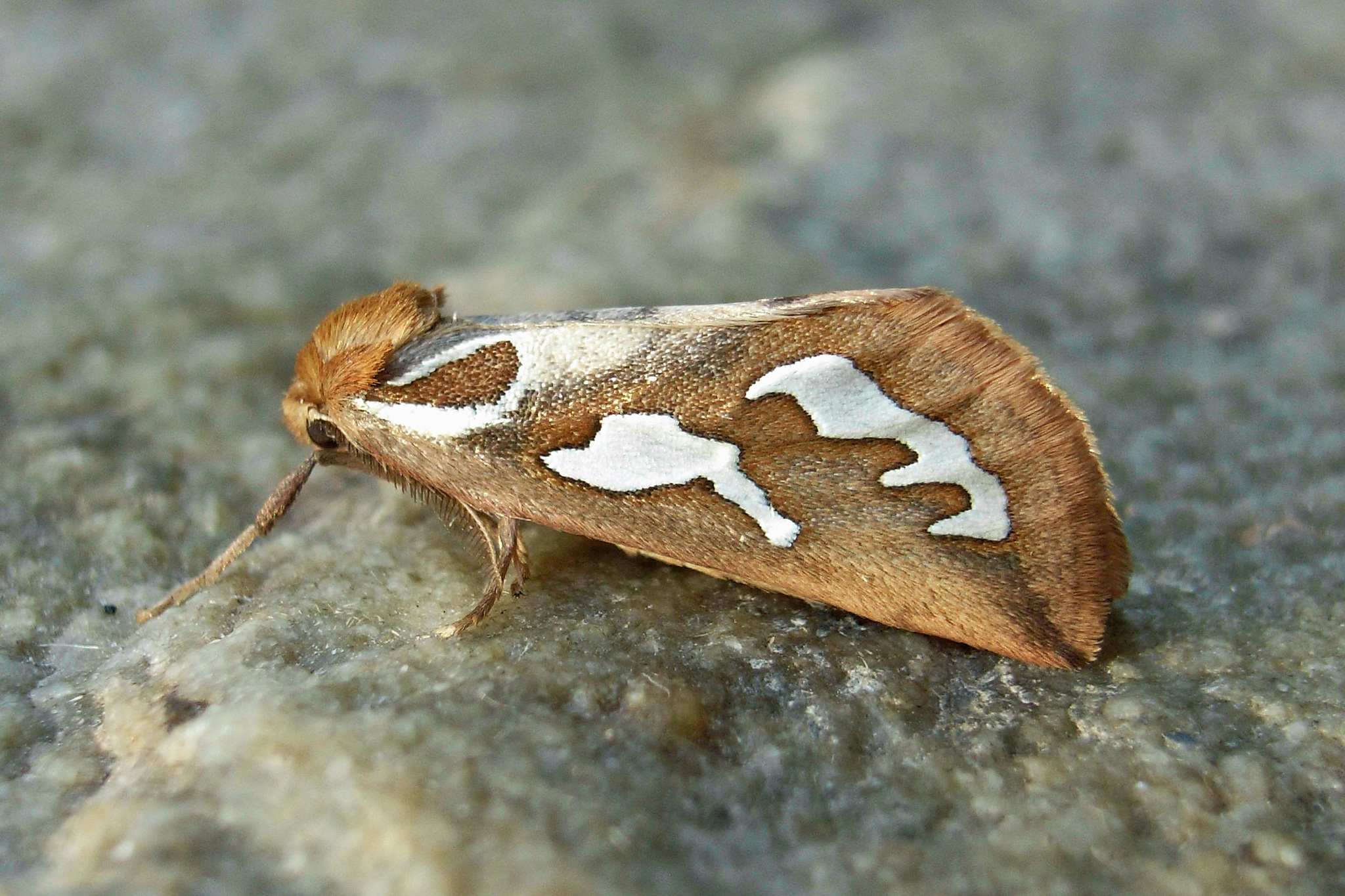 Cimeliidae