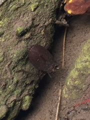 Nepomorpha