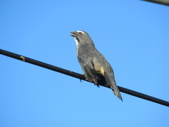 Saltator coerulescens