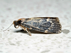 Stericta carbonalis