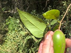 Parsonsia leichhardtii