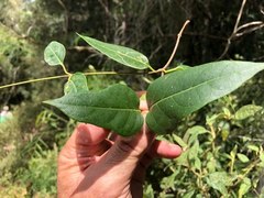 Parsonsia leichhardtii