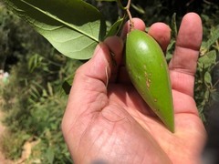 Parsonsia leichhardtii