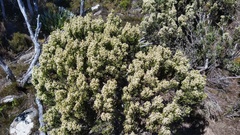 Ozothamnus hookeri