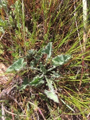 Calystegia collina oxyphylla