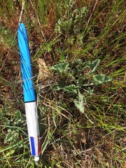 Calystegia collina oxyphylla