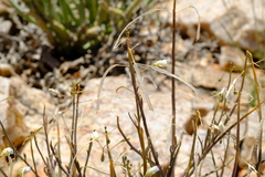 Heliophila trifurca