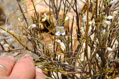 Heliophila trifurca