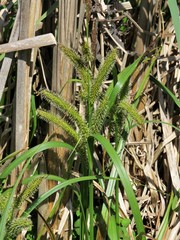Carex comosa