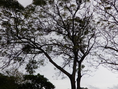 Aratinga