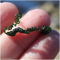 Chaetomorpha spiralis