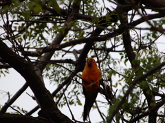 Aratinga
