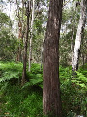 Eucalyptus resinifera