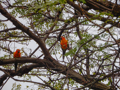 Aratinga