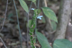 Ecbolium ligustrinum